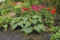 Courgettes growing in containers amongst Dahlias and other mixed summer flowers in a summer garden, Norfolk, UK, july
