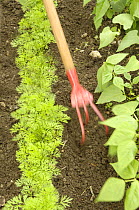 Using a hand cultivator to till soil between rows of carrots 'Nanco' and French Beans 'Pongo' in a vegetable garden, UK, August