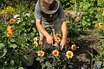 Gardener dead heading Dahlia flowers {Dahlia sp} in a summer garden, UK, July