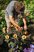 Gardener dead heading Dahlia flowers {Dahlia sp} in a summer garden, UK, July