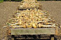 Maincrop Onions {Allium cepa} being dried on frames in large garden, Norfolk, UK, July
