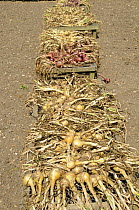 Maincrop Onions {Allium cepa} being dried on frames in large garden, Norfolk, UK, July