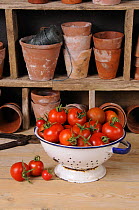 Freshly picked home grown Tomatoes {Solanum lycopersicum} in kitchen colander in rustic potting shed setting, UK