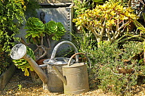 Succulents in a garden corner with traditional watering cans and water butt, Norfolk, UK, July