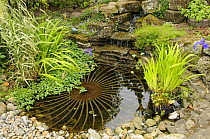 Small garden pond with rustic wheel feature and waterfall, Norfolk, UK