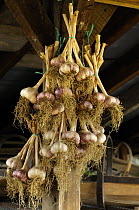 Home grown Garlic, 'purple wight' variety, {Allium sativum} bunches hanging up, drying in potting shed, Norfolk, UK