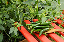 Home grown green chillies, 'heatwave' variety {Capsicum annum}, freshly picked and laid out on chair in garden conservatory, Norfolk, UK, August