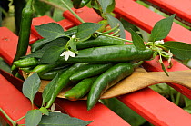 Home grown green chillies, 'heatwave' variety {Capsicum annum} freshly picked and laid out on chair in garden conservatory, Norfolk, UK, August