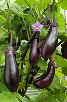 Home grown Aubergines 'money makervariety' {Solanum melongina} ready for picking, growing in a conservatory, UK, August