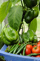 Home grown greenhouse harvest of Sweet peppers, chilli peppers and tomatoes in a rustic blue trug, UK, August