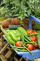 Home grown greenhouse harvest of, Sweet peppers, chilli peppers and tomatoes in a rustic blue trug on greenhouse bench, UK, August