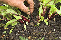 Hand thinning Beetroot {Beta vulgaris} seedlings in vegetable plot, Norfolk, UK, June