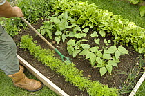 Gardener using a hand hoe to till soil between carrots, 'Nanco' variety, and French Beans, 'Pongo' variety, in a small raised bed vegetable plot, UK, August