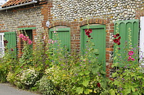 Norfolk flint cottages with Hollyhocks, Mallow and Feverfew flowering in front of green doors, Norfolk, UK