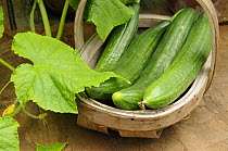 Home grown greenhouse Cucumbers, 'femspot' variety {Cucumis sp} in rustic trug on greenhouse staging, Norfolk, UK, June