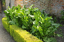 Horseradish {Armoracia rusticana} cultivated for culinary use in a large walled garden, Norfolk, UK, July,
