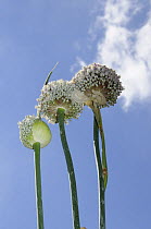Edible leek {Allium ampeloprasum} seed heads growing for decorative effect, Norfolk, UK, July