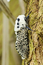 Leopard Moth {Zeuzera pyrina} at rest on Sallow branch, Norfolk, UK, July