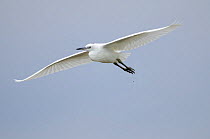 Little egret {Egretta garzetta} in flight, Norfolk, UK, July