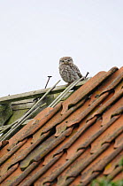 Little Owl (Athene noctua) perched on derelict barn roof in daylight, Norfolk, UK, August