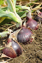 Homegrown Maincrop Onions, Red baron variety {Allium cepa}, on allotment ready for harvest, Norfolk, UK, August
