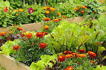 Flowers and vegetable in a raised bed, including, Marigolds, 'honeycombe' variety, Lettuce, 'Suzan' variety and Beetroot, 'Solo' variety, in an urban garden, Norfolk UK, JUne