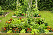Flowers and vegetable in raised beds, including, Marigolds, Lettuce, Sweet peas, Runner Beans and Beetroot, Norfolk, UK, June