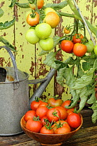 Tomato, 'alicante' variety {Solanum lycopersicum} growing outside in terracotta pot against garden shed, with bowl of ripe tomatoes and watering can, UK, August
