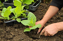 Planting Tobacco plant {Nicotiana sp} seedlings from trays into garden border, Norfolk, UK, June