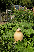 Rhubarb patch with terracotta forcer, in country garden, Norfolk, July