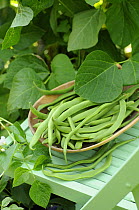 Home grown organic Runner Beans, 'white lady' variety {Phaseolus sp} freshly picked in wooden bowl on garden chair, Norfolk, UK