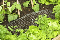 Small 'catch cropping' seed bed with wire netting protection from birds, Norfolk, UK, May