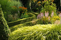 Trimmed Boxwood path in shady area of garden, with ornamental grasses in foreground, Norfolk, UK, July