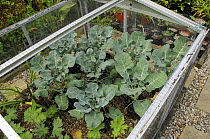 Brocolli / calabrese plants {Brassica oleracea} growing in a cold frame in an town garden, UK, August