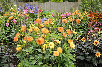 Dahlia border in full flower in summer garden, Norfolk, UK, August