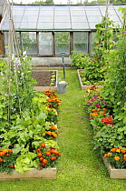 Summer garden with mixed vegetables and flowers growing in raised beds with Marigolds, Norfolk, UK, June