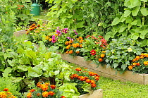 Summer garden with mixed vegetables and Marigold flowers growing in raised beds, Norfolk, UK, June
