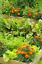 Summer garden with mixed vegetables and flowers including Marigold, potager style, growing in raised beds, Norfolk, UK, June