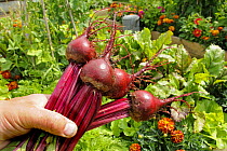 Freshly harvested Beetroot {Beta sp} in Summer garden with mixed vegetables and flowers, potager style, growing in raised beds, UK, June