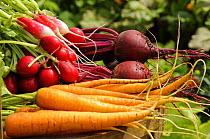 Freshly harvested Carrots, Beetroot and Radishes from a summer garden, Norfolk, July