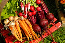 Freshly harvested Carrots, Beetroot, Onions and Radishes in a summer garden, England, July