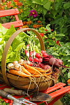 Freshly harvested Carrots, Beetroot and Radishes in a rustic trug in a summer garden, England, July