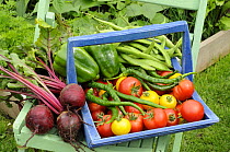 Summer vegetable harvest of greenhouse and outside crops in rustic blue trug, Beetroot, Runner Beans, Chillies, Tomatoes and Sweet Peppers, Norfolk, UK, August