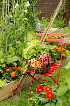 Summer garden scene with freshly harvested vegetables in wooden trug on garden seat with garden tools, UK, July