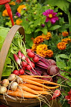 Freshly harvested, Carrots, Beetroot and Radishes in a rustic trug in a summer garden, Norfolk, July