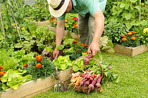 Gardener harvesting summer vegetables from raised bed vegetable plots, UK, July