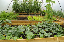 Vegetables, Tomatoes, Lettuce, Runner beans, Carrots and Melons growing in poly tunnel, Norfolk, UK, July