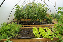 Vegetables, Tomatoes, Lettuce, Runner beans, Carrots and Melons growing in poly tunnel, Norfolk, UK, July