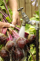 Washing freshly gathered home grown organic Beetroot, 'Detroit' variety {Beta sp} under the garden tap, Norfolk, UK, July