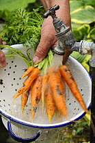 Gardener washing home grown organic Carrots, 'early nantes' variety {Daucus carota} under garden tap, Norfolk, UK, August